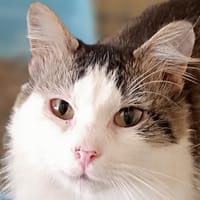AMICUS, chat à adopter