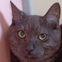 BONUM, chat à adopter