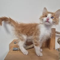 BUSTER, chat à adopter