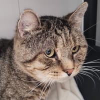 JOSE (Réservé), chat à adopter