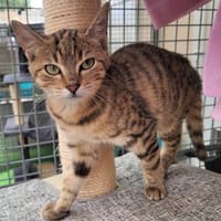 MISTY (Réservée), chatte à adopter