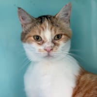 POULETTE, chatte à adopter