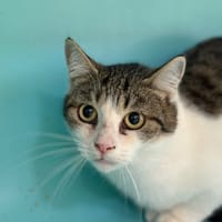 FLOCON, chat à adopter