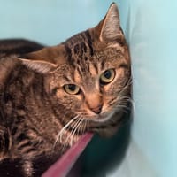 NUAGE, chat à adopter
