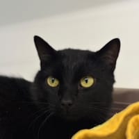 Ryuk, chat à adopter