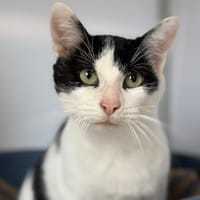 BERTHRAM, chat à adopter