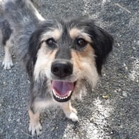 Raya, chienne à adopter