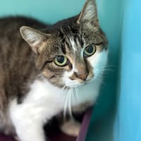 BINETTE, chatte à adopter