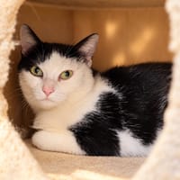 Bahia, chatte à adopter