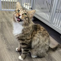 Zeus, chat à adopter