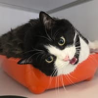 Praline, chatte à adopter