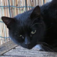 NOIRAU, chat à adopter