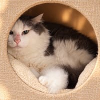 Lorax, chat à adopter
