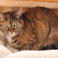 Bijou, chatte à adopter