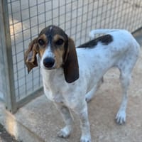 FICELLE, chienne à adopter