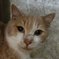 ROUKY, chat à adopter