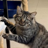 KUNDA, chat à adopter
