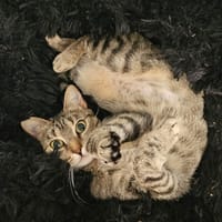 Perle, chatte à adopter