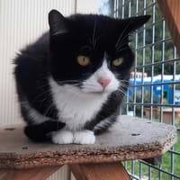MOKA, chatte à adopter