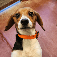 MIEL (réservée), chienne à adopter