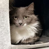 TAHIRI (FIV+), chatte à adopter