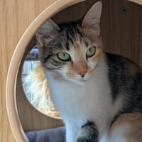 Isabella *Réservée*, chatte à adopter