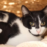 Squeezie [Chaton], chat à adopter