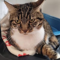 FIDJI, chatte à adopter