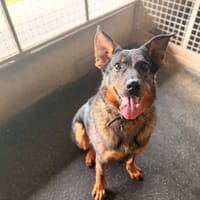 MIMITICK, chien à adopter