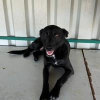 NEGRUT, chien à adopter