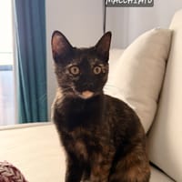 Macchiato, chatte à adopter