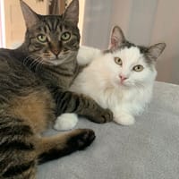 CAPOUILLE, chatte à adopter