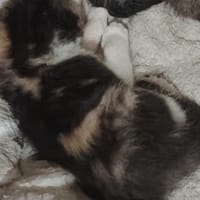 aube, chatte à adopter