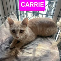 CARRIE ET KILI, chatte à adopter