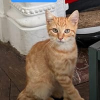 SAHEL, chat à adopter