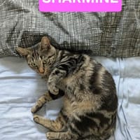 SHARMINE, chatte à adopter
