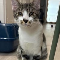 ZEKROM ET RESHIRAM À ADOPTÉ ENSEMBLE OU SEUL SI DÉJÀ UN CHAT PRÉSENT CHEZ VOUS, chat à adopter