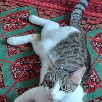 CAITRIONA, chatte à adopter