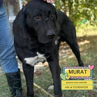 MURAT, cane da adottare