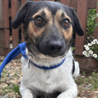 Gumbo, dog to adopt