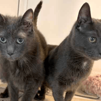 Tom & Jerry, cat to adopt