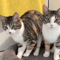 Haley & Holly, female cat to adopt