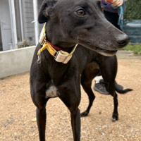Beaut, female dog to adopt