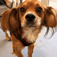 Bucky, dog to adopt