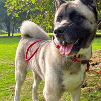 Kali, female dog to adopt