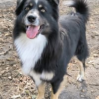 T-ONE, chien à adopter