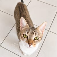 bonnie, chatte à adopter