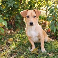 Nabil -kleiner Herzenshund sucht Sicherheit und Geborgenheit, Hund zur Adoption
