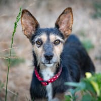 Die zarte MOANA ❤ sucht ihr Für-immer-Zuhause, Hündin zur Adoption