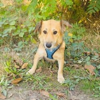 Mary sehr menschenbezogen, Hündin zur Adoption